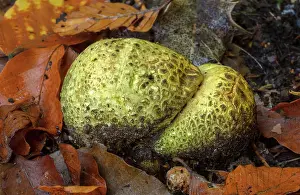 Ball: Common earthball, Scleroderma citrinum, in beech