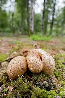 Pigskin: Common Earthballs