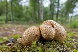 Pigskin: Common Earthballs