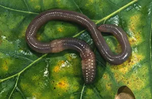 Earthworm: Common Earthworm