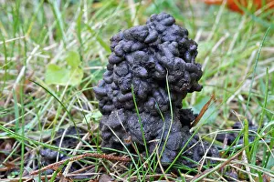 Earthworms: Common Earthworm - worm cast