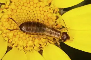 Earwig: Common Earwig - in corn marigold (Chrysanthemum segetum)