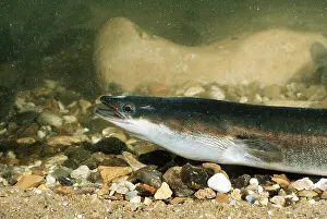 Eels: Common Eel