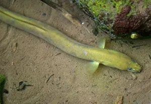 Anguilla: Common Eel - Adult