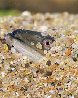 Anguilla: Common Eel - buried, head showing