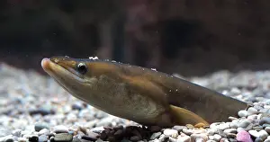 Buried: Common Eel or European Eel (anguilla anguilla)