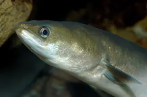 Migrates: Common Eel - European freshwaters, but then migrates