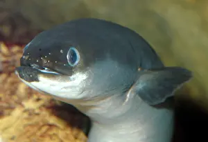 Migrates: Common Eel - European freshwaters, but then migrates