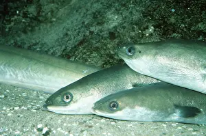 Eels: Common Eel - group