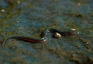 Hans D Dossenbach: Common EEL - young migrating