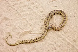 Scabra: Common Egg-eater Snake basking in roadway
