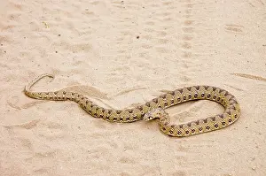 Scabra: Common Egg-eating Snake basking in roadway