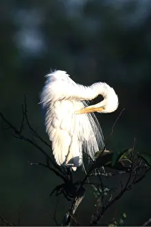 Cleaning: COMMON EGRET - preening