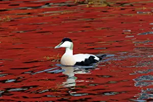 Eiders: Common Eider