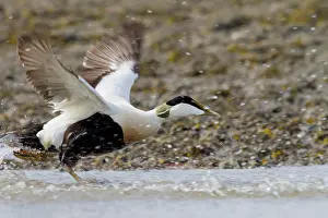 Common Eider