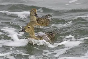 Barnegat: Common Eider