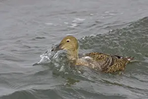 Barnegat: Common Eider