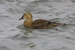 Barnegat: Common Eider