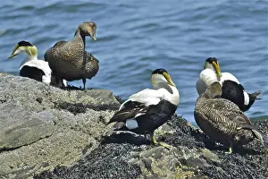 Elizabeth: Common Eider