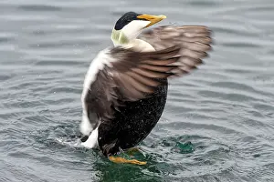 Snaefellsnes: Common Eider