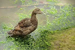 Brittain: Common Eider