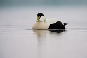 J Kulsarlon: Common Eider
