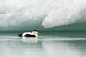 J Kulsarlon: Common Eider
