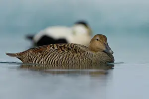 J Kulsarlon: Common Eider