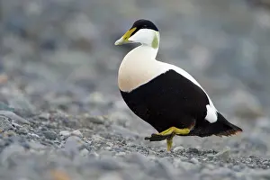 Lifting: Common Eider