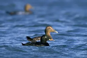 Fusca: Common Eider