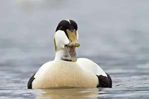 Common Eider