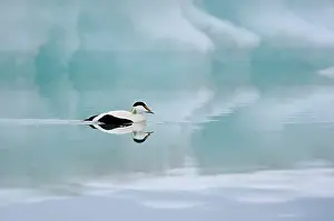 J Kulsrln: Common Eider