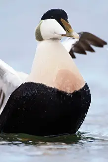 Seahouses: Common Eider