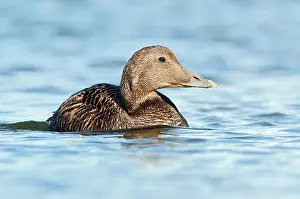 Seahouses: Common Eider