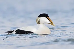 Seahouses: Common Eider