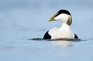 Seahouses: Common Eider