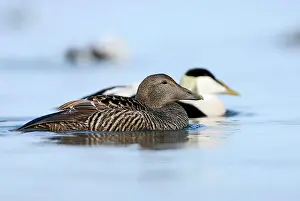 Mollissima: Common Eider