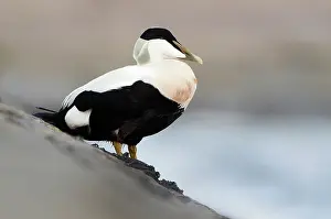 Mollissima: Common Eider