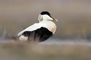 Mollissima: Common Eider