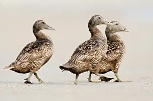 Mollissima: Common Eider