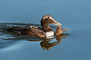 Groningen: Common Eider