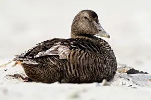 Mollissima: Common Eider