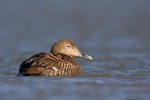 Mollissima: Common Eider