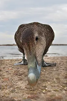 Mollissima: Common Eider