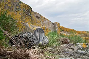 Mollissima: Common Eider
