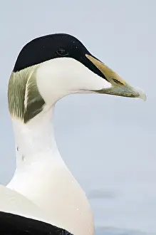 Common Eider