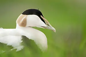 Mollissima: Common Eider