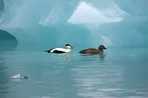 Mollissima: Common Eider