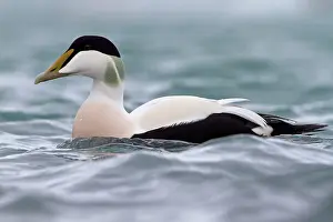 Mollissima: Common Eider