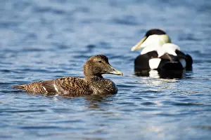Mollissima: Common Eider